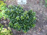 Ilex Rock Garden908.jpg_s.jpg